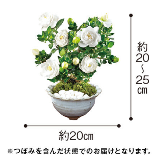 香りただようくちなし盆栽【父の日お届け】-食品通販のベルーナグルメ【公式】-05-07-2025_11_58_PM