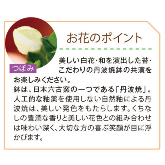 香りただようくちなし盆栽【父の日お届け】-食品通販のベルーナグルメ【公式】-05-08-2025_12_00_AM